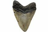 Fossil Megalodon Tooth - North Carolina #223626-2